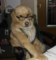 smart dog