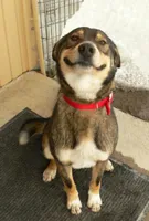 Smiling dog