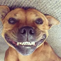 Smiling dog