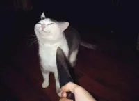 Smug cat knife