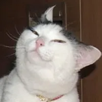 smug cat