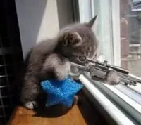 Sniper Cat