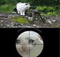 Sniper cat