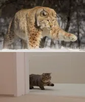 Snow leopard and housecat