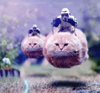 star wars cats