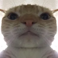 Staring Cat/Gusic Meme