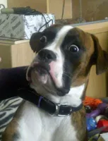 Surprised Boxer