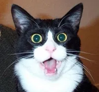 Surprised cat lol