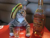 tequila cat