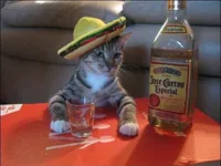 Tequila Cat