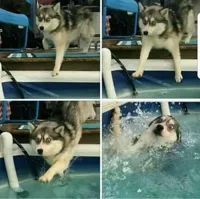 The four stages of a husky mistake