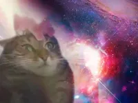 the prophecy is true cat