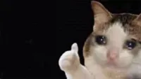 Thumbs up crying cat