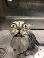 Traumatized Wet Cat