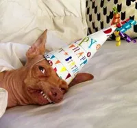 Tuna birthday dog