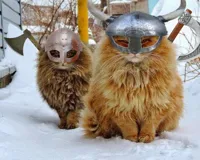 Viking Cats