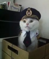 Welcome Aboard Cat