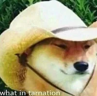 What in tarnation dog