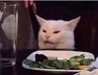 white dinner table cat