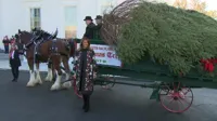 white house Christmas tree