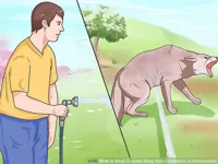 WikiHow Spraying the Dog