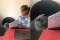 Woman showing paper to cat