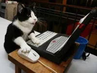 Working Cat