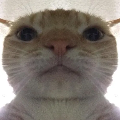 Staring Cat/Gusic Meme